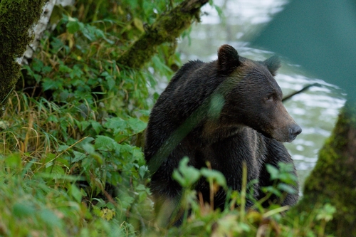 Grizzly Bear sighting near Central Coast