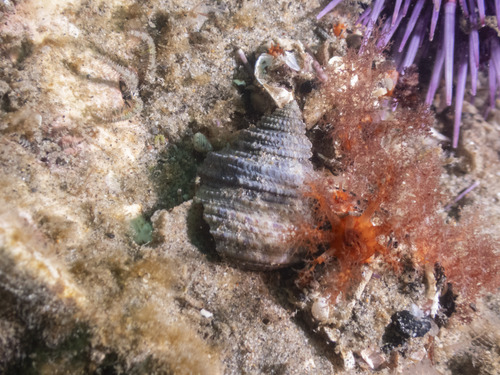Calliostoma gemmulatum, 2026-08-30