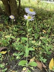 Erigeron philadelphicus