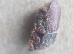 Scolytus intricatus