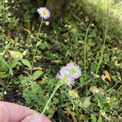 Erigeron philadelphicus