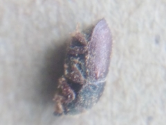 Scolytus intricatus