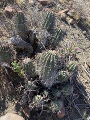 Euphorbia stellispina