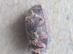 Scolytus intricatus