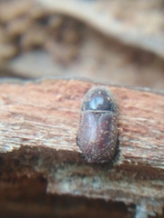 Scolytus intricatus