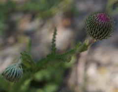 Carduus hamulosus