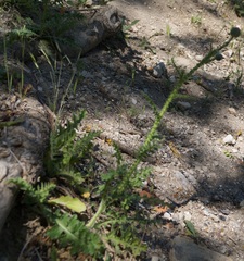Carduus hamulosus