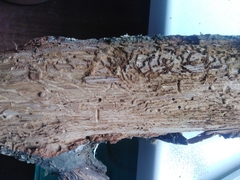 Scolytus intricatus