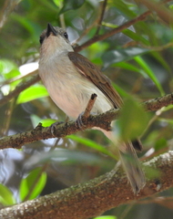 Pachycephala cinerea
