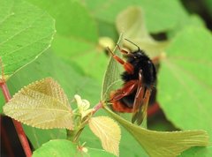 Bombus eximius