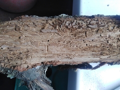 Scolytus intricatus