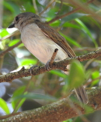Pachycephala cinerea