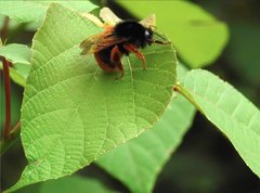 Bombus eximius