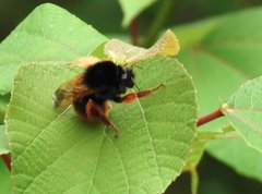 Bombus eximius
