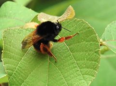Bombus eximius