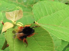 Bombus eximius