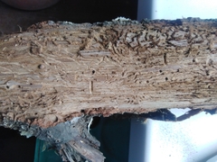 Scolytus intricatus
