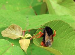 Bombus eximius