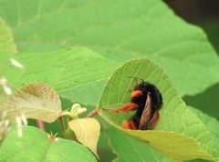 Bombus eximius
