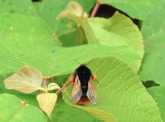 Bombus eximius