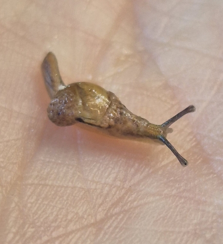 Iridescent Semi-Slug