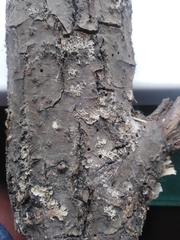 Scolytus intricatus