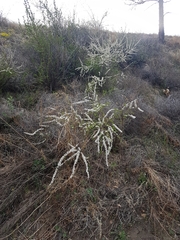 Spiraea aquilegifolia