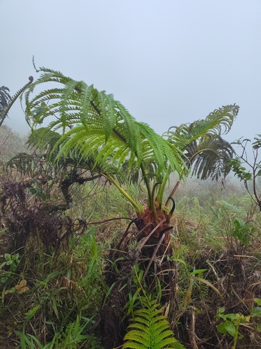 Sadleria cyatheoides observed 2026-04-18