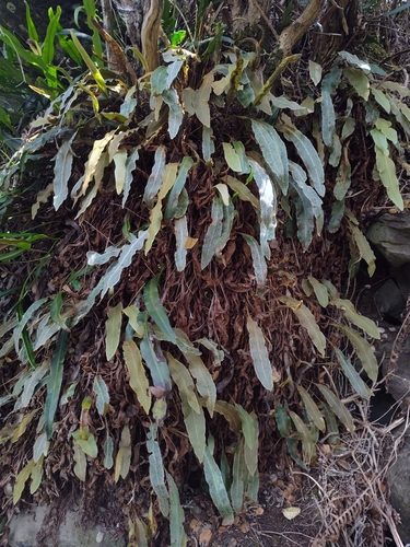 Elaphoglossum paleaceum observed 2026-04-20