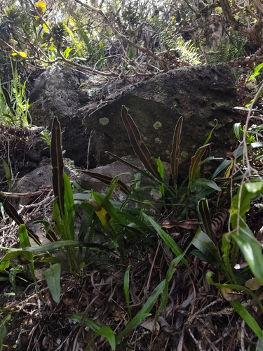Elaphoglossum wawrae observed 2026-04-20