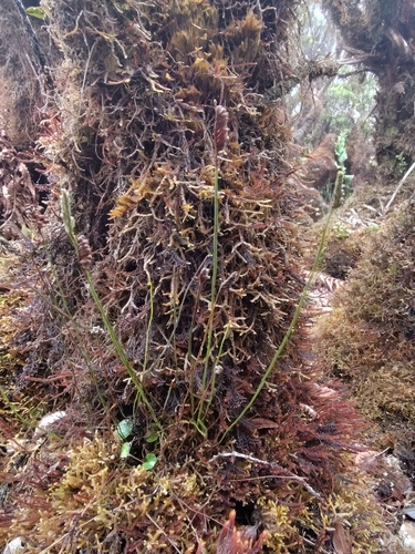 Microschizaea robusta observed 2026-05-02