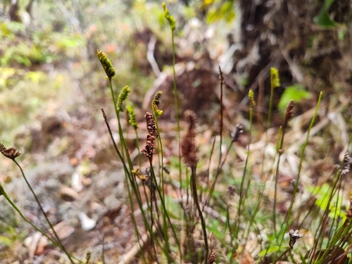 Microschizaea robusta observed 2026-05-02