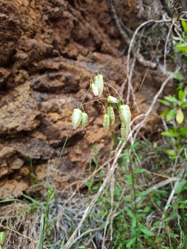 Briza maxima observed 2026-05-02