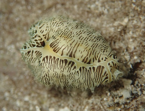 Money cowrie