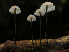 Marasmius gelatinosipes