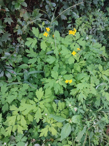 Asian celandine