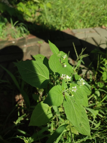 black nightshade