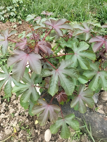 Bellyache Bush