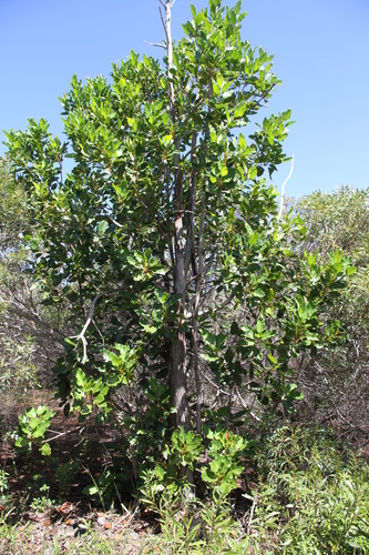 Arillastrum gummiferum observed 2026-04-10