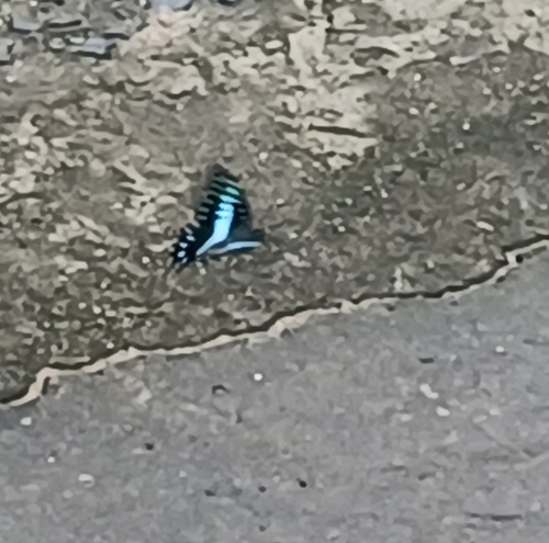 Common Jay