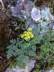 Lomatium caruifolium