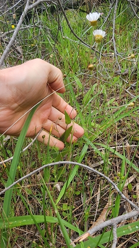 Podolepis gracilis, photograph 3