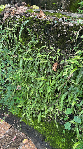 Adiantum caudatum observed 2026-09-02