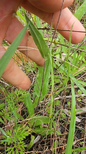 Podolepis gracilis, photograph 4