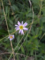 Brachyscome graminea