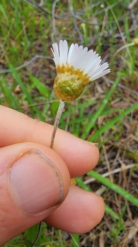 Podolepis gracilis, photograph 6