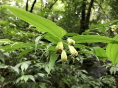 Disporum kawakamii