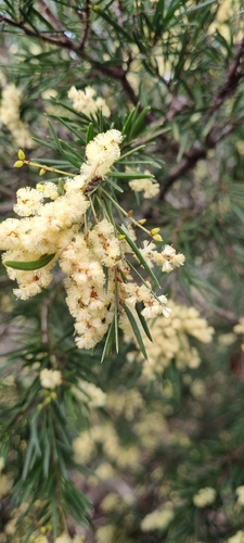 Rice's Wattle