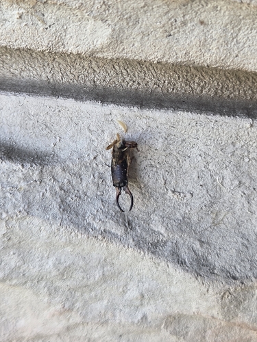 European Earwig