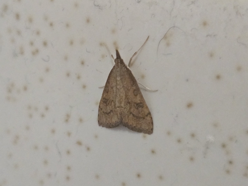 Celery Leaftier Moth